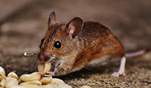 24 Hour & Emergency Exterminators in Washington, IL